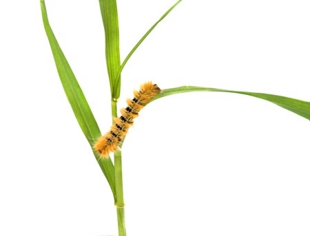 Caterpillar on cereal isolated on white backgroundの写真素材