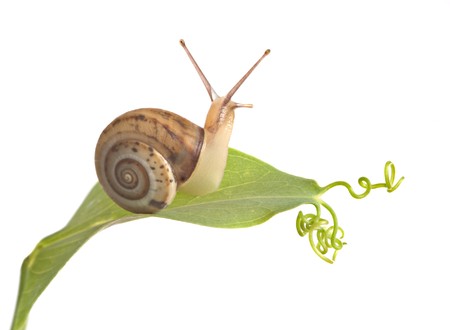 Burgundy snail on a leafの写真素材