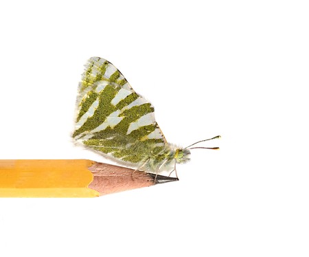butterfly sitting on pencilの写真素材