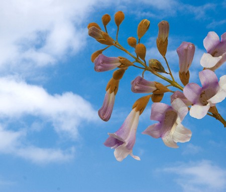 Flowers of paulownia treeの写真素材