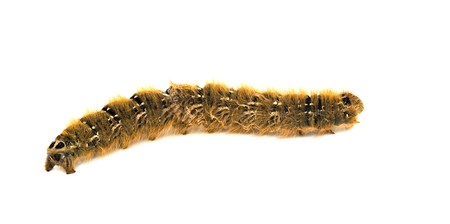 Caterpillar isolated on white backgroundの写真素材