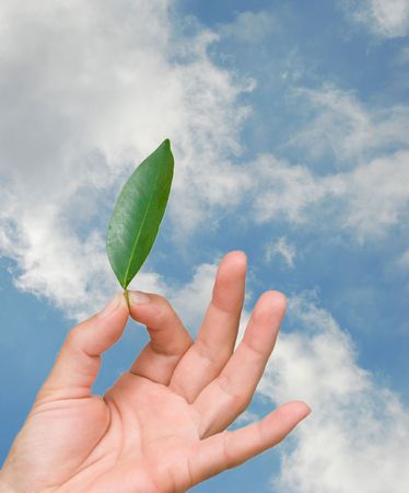 Close up of hand holding leaf 