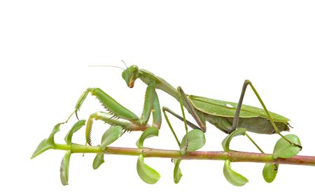 Praying mantis on twig
