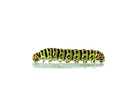 Caterpillar isolated on white backgroundの写真素材