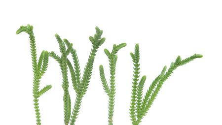 Close up of houseplantの写真素材