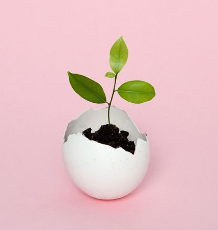 A tree hatching from eggの写真素材