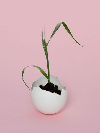 Wheat hatching from eggの写真素材