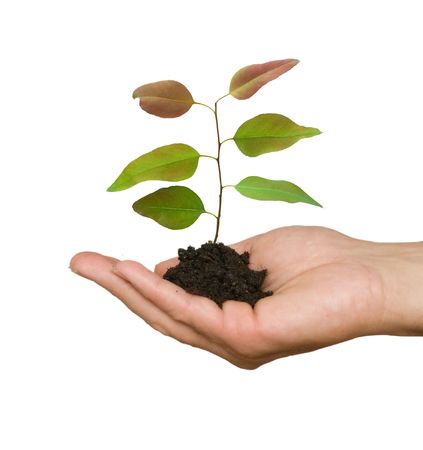 A sprout in palms as a symbol of nature protectionの写真素材