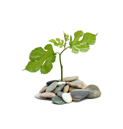 Tree shot growing from pile of pebblesの写真素材