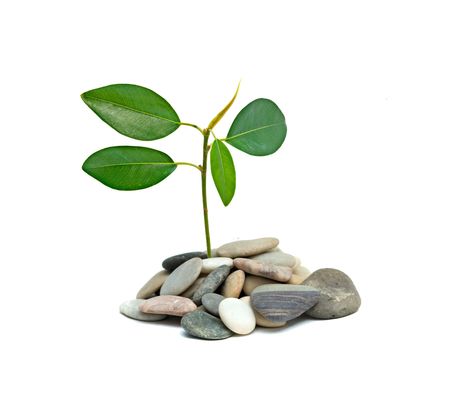 Shoot of tree growing from pebbles isolated on white backgroundの写真素材