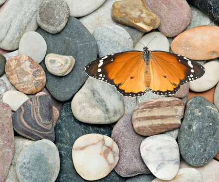 a beautiful monarch butterfly の写真素材