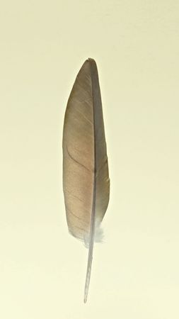 Close up of featherの写真素材