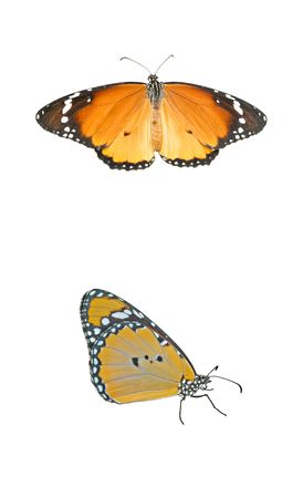 Monarch butterfly isolated on white backgroundの写真素材
