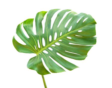 Leaf of monsteraの写真素材