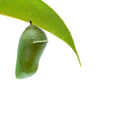 Pupae of monarch butterflyの写真素材