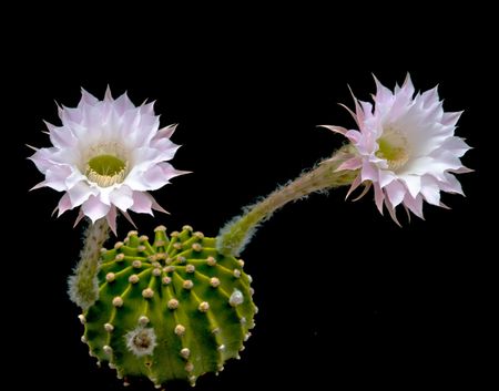 An Easter lily cactus with a flowerの写真素材