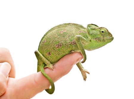Chameleon sitting on a fingerの写真素材