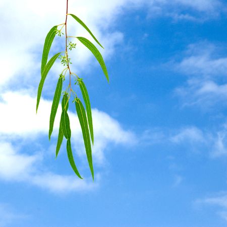 eucalyptus branch on sky backgroundの写真素材