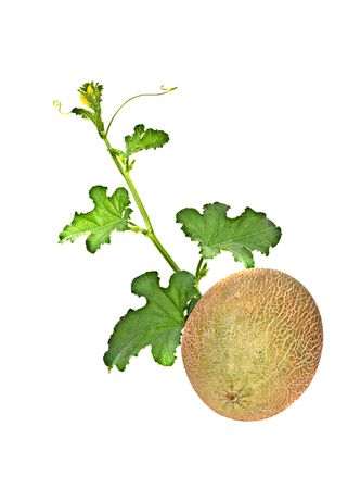 Melon with vine isolated on white backgroundの写真素材