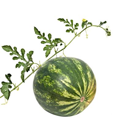 Watermelon with vine isolated on white backgroundの写真素材