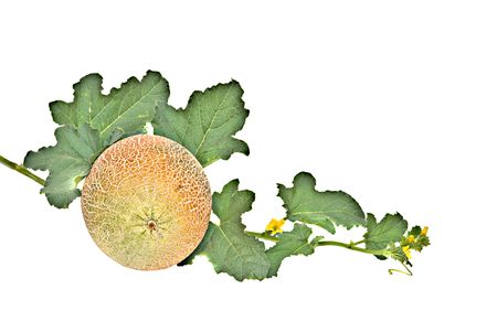 Melon with vine isolated on white backgroundの写真素材