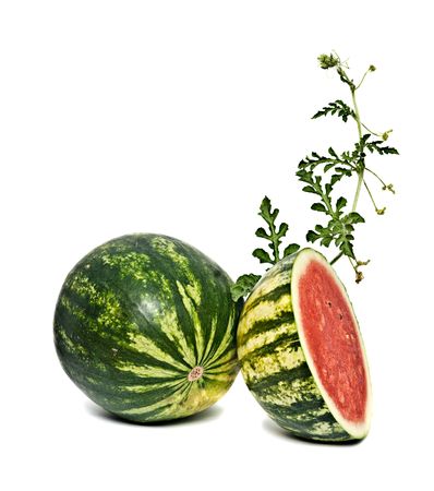 Watermelon with vine isolated on white backgroundの写真素材