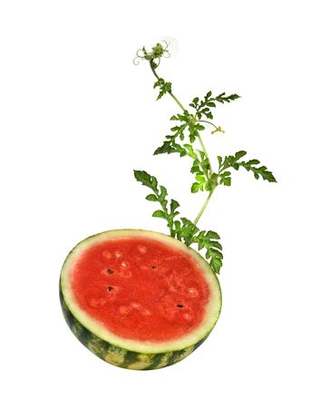 Watermelon with vine isolated on white backgroundの写真素材