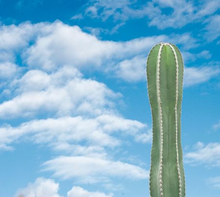 Cactus on sky backgroundの写真素材