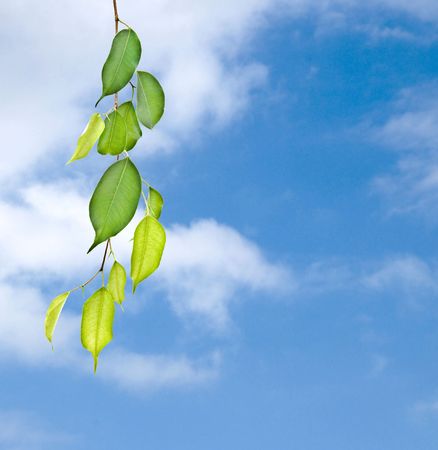 Branch on sky backgroundの写真素材