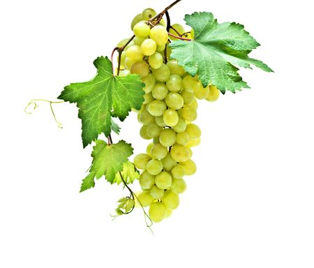 Grapevine isolated on white backgroundの写真素材