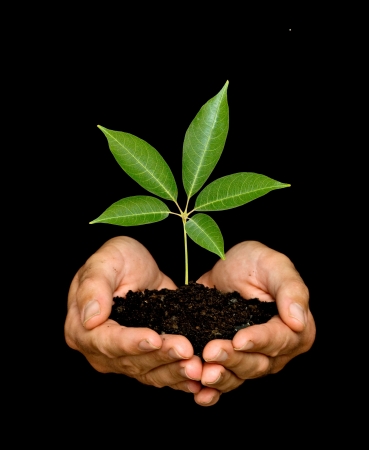A sprout in palms as a symbol of nature protectionの写真素材