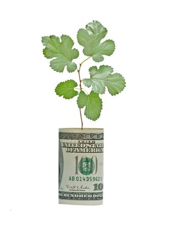 Tree growing from dollar billの写真素材