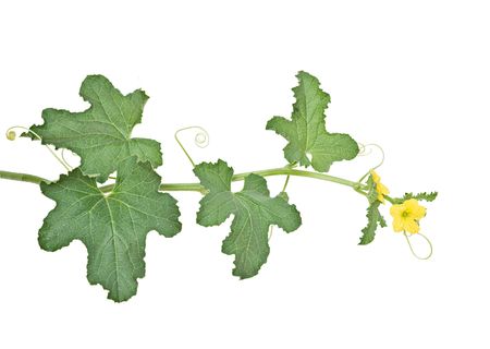 Melon vine isolated on white backgroundの写真素材