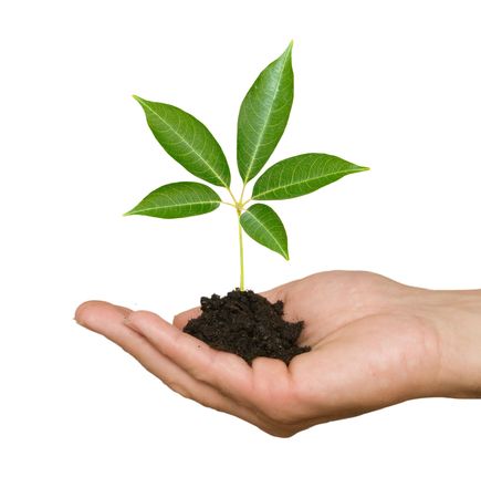 A sprout in palm as a symbol of nature protectionの写真素材