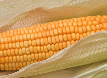 Corn ear の写真素材