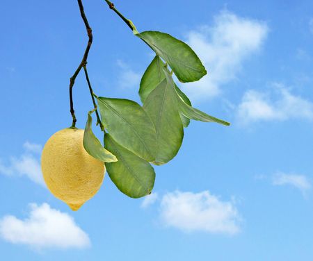 Lemon on branch with sky  backgroundの写真素材