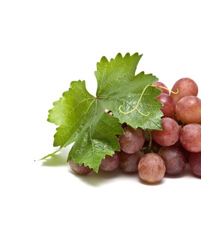 Grapevine isolated on white backgroundの写真素材