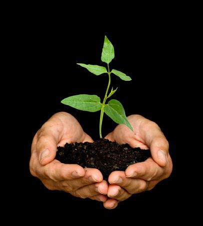 A sprout in palms as a symbol of nature protectionの写真素材