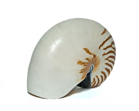 nautilus shell isolated on white backgroundの写真素材