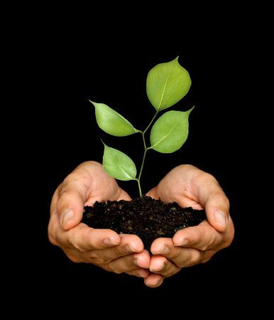 A sprout in palms as a symbol of nature protectionの写真素材