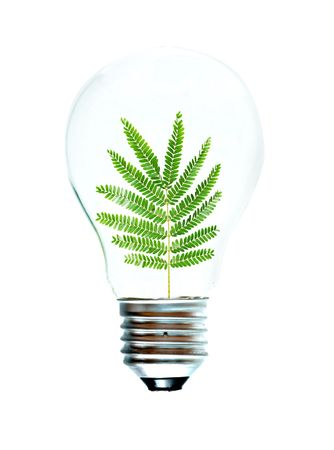 Incandescent light bulb with a tree shoot as the filament の写真素材