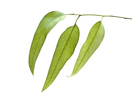 eucalyptus branch isolated on white backgroundの写真素材