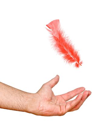 Close up of red feather falling to handの写真素材
