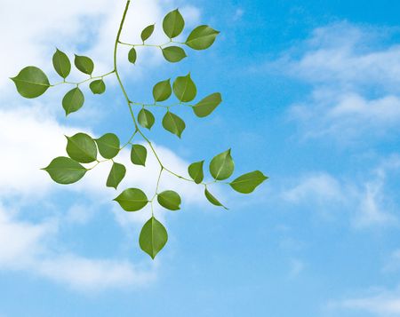 Branch on sky backgroundの写真素材