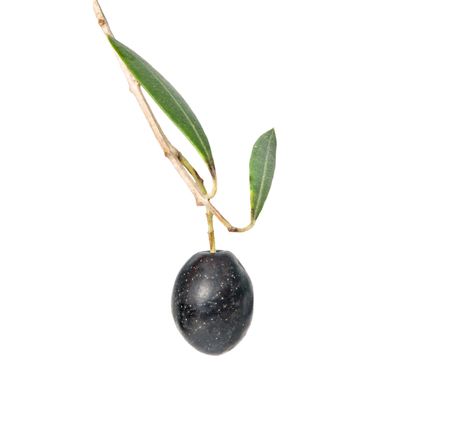  olive branch with fruits isolated on white backgroundの写真素材