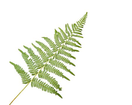 Fern leaf isolated on white backgroundの写真素材