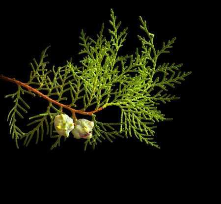 Branch of thuja isolated on black backgroundの写真素材