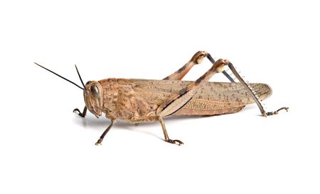 Locust isolated on white backgroundの写真素材