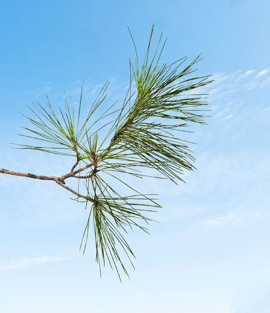 Close up of pine branch の写真素材