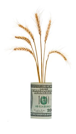 Wheat growing from folded dollarの写真素材